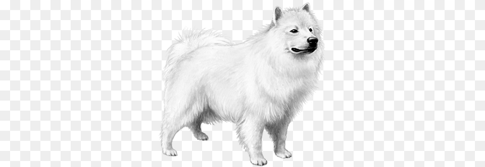 Samoyed American Eskimo Dog, Animal, Canine, Mammal, Pet Free Png
