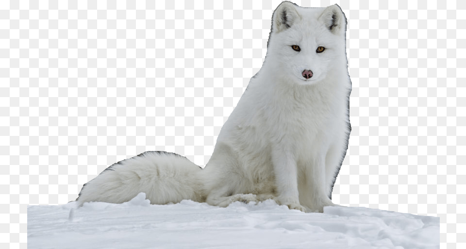 Samoyed Arctic Fox Images Transparent, Animal, Canine, Dog, Mammal Free Png Download