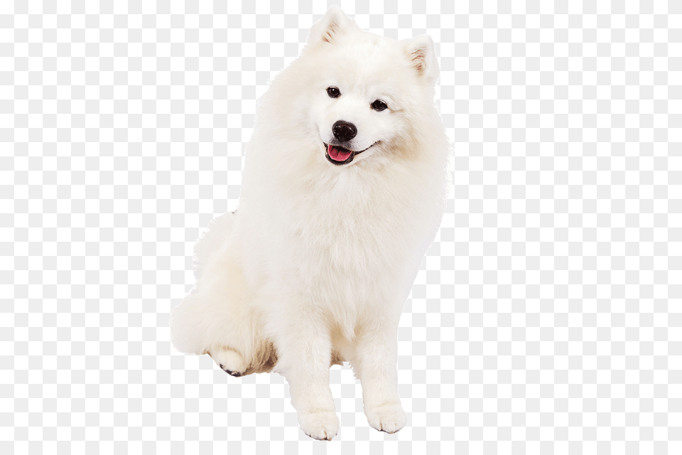 Samoyed Dog, Animal, Canine, Mammal, Pet Free Png