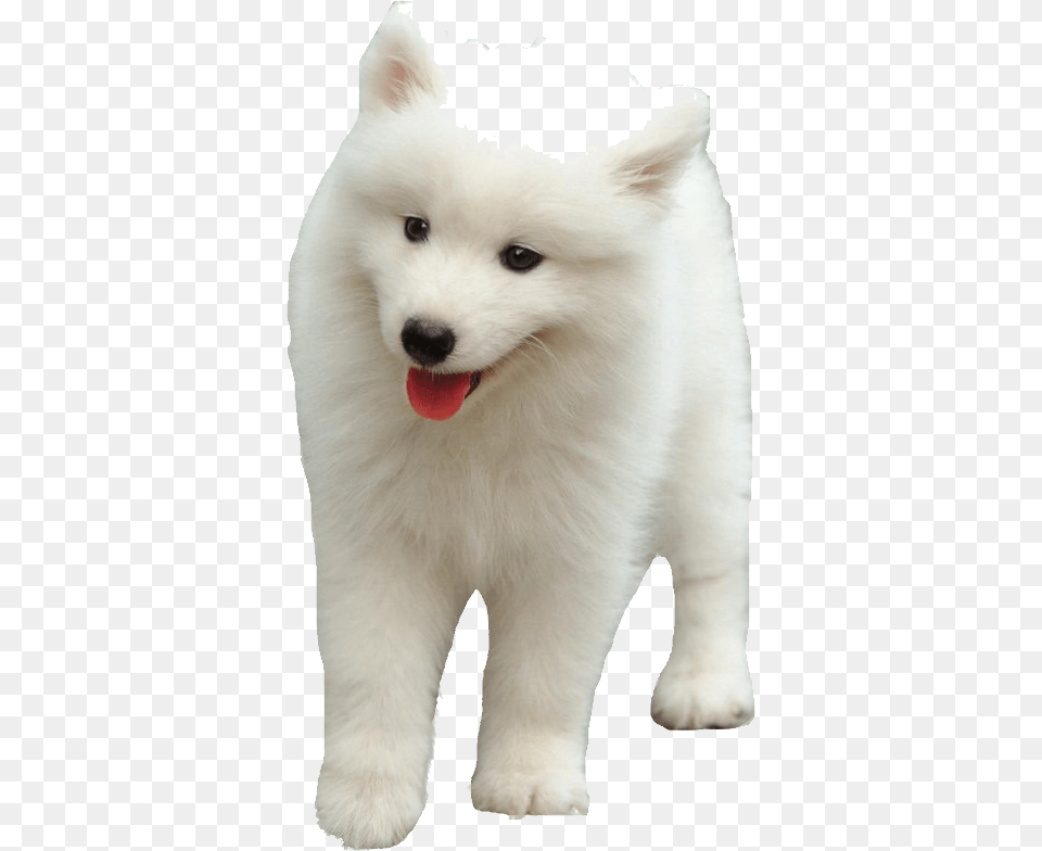 Samoyed Dog, Animal, Canine, Mammal, Pet Png