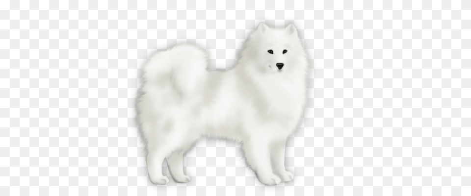 Samoyed Dog, Animal, Pet, Canine, Eskimo Dog Png