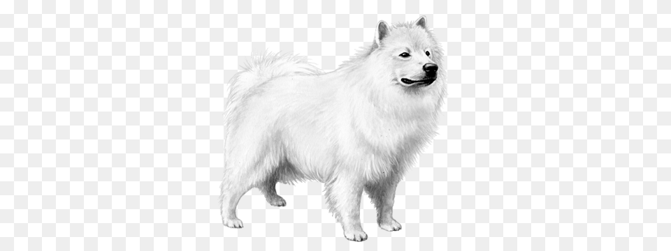 Samoyed Dog, Animal, Canine, Mammal, Pet Png