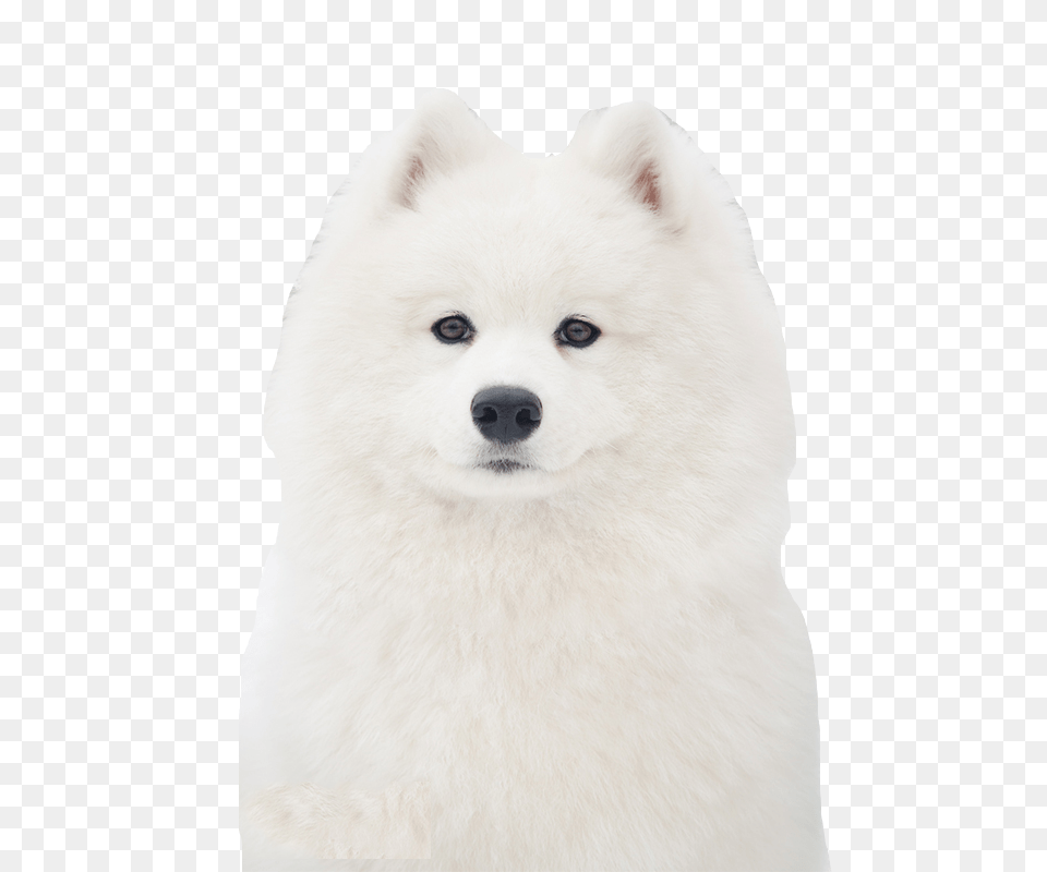 Samoyed Dog, Animal, Canine, Mammal, Pet Png Image