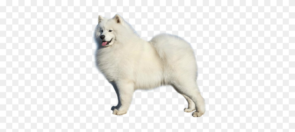 Samoyed Dog, Animal, Canine, Mammal, Pet Png Image