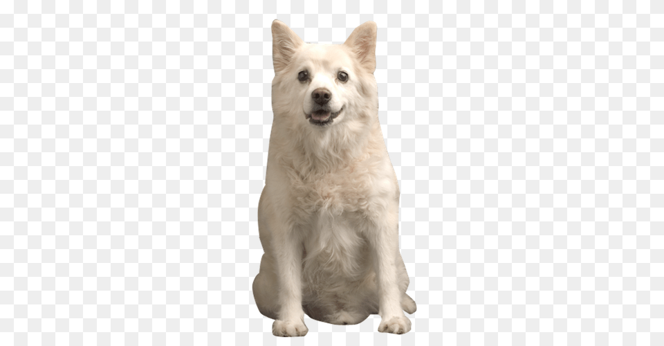 Samoyed Dog, Animal, Canine, Mammal, Pet Png Image