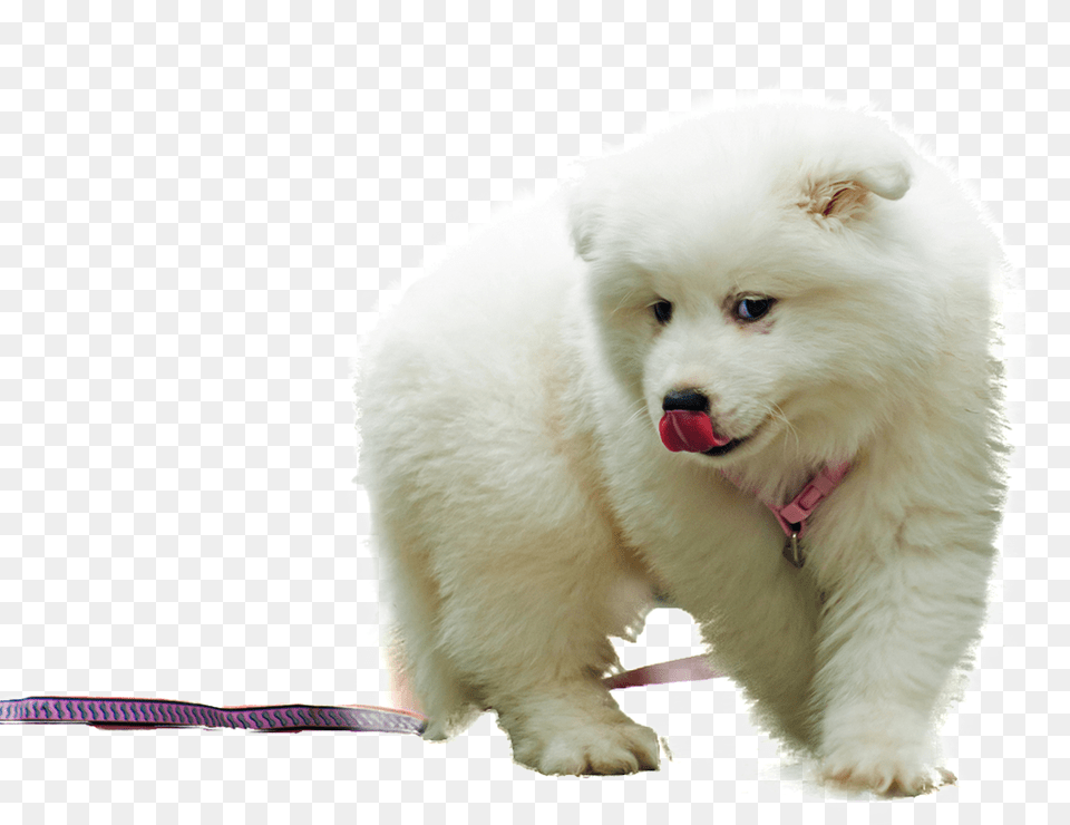 Samoyed Dog Png Image