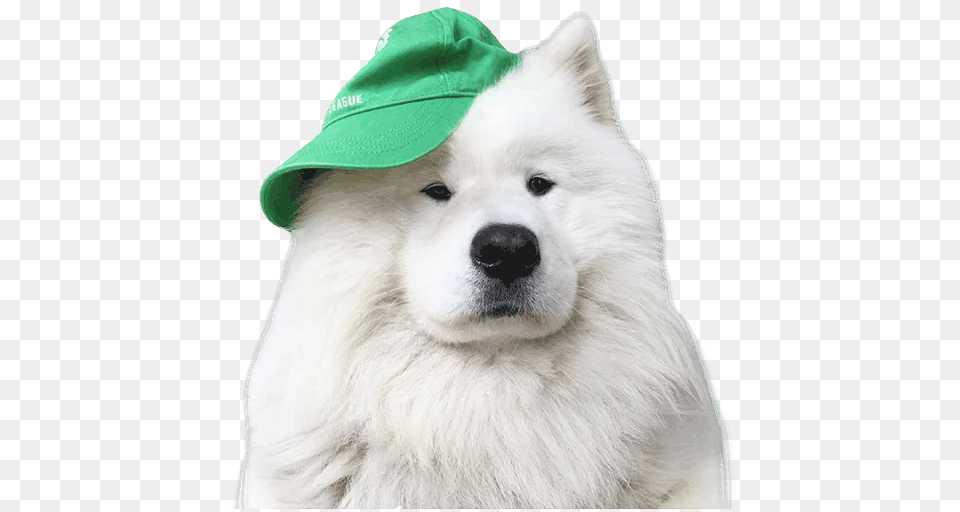 Samoyed Dog, Animal, Canine, Mammal, Pet Png