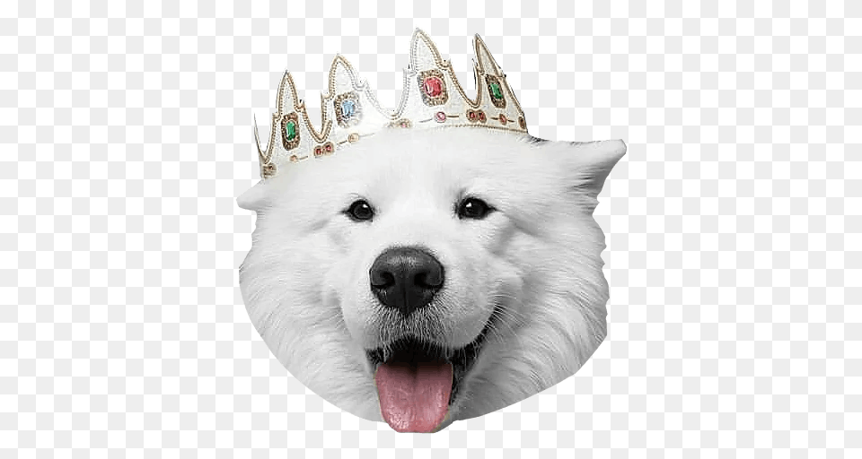 Samoyed Dog, Animal, Canine, Mammal, Pet Png