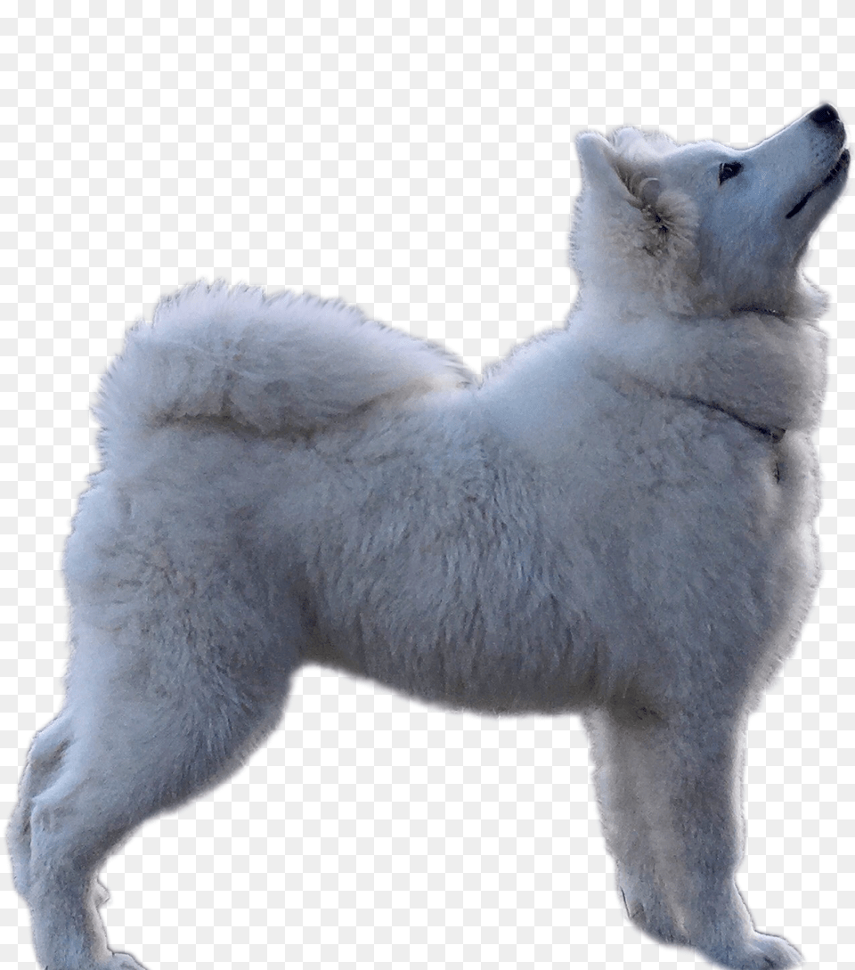 Samoyed Dog, Animal, White Dog, Canine, Pet Png