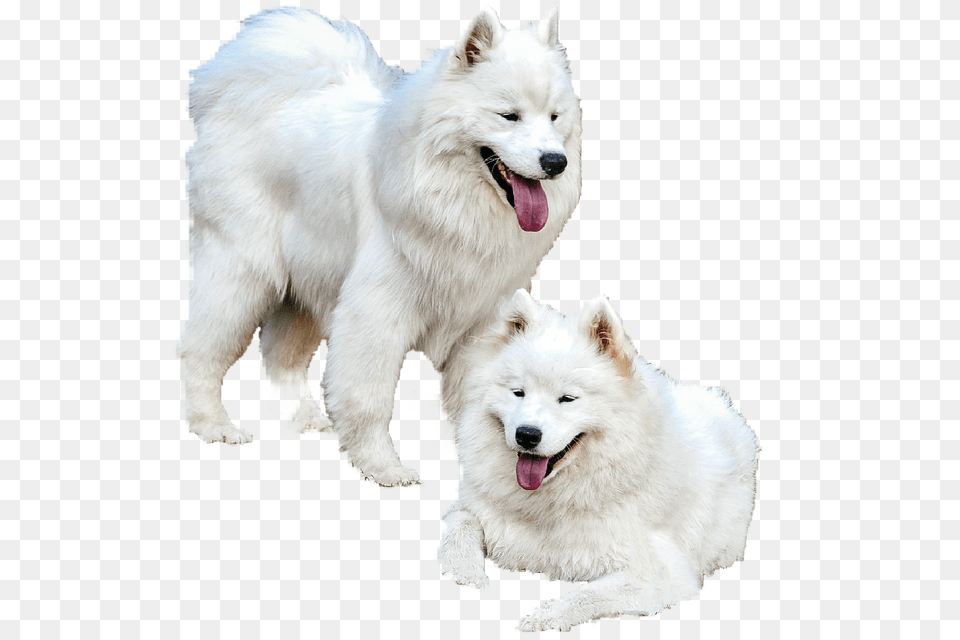 Samoyed Dog, Animal, Canine, Mammal, Pet Free Png