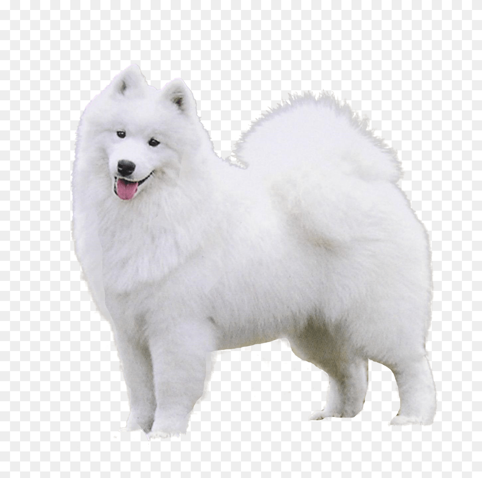 Samoyed Dog, Animal, Canine, Mammal, Pet Free Transparent Png