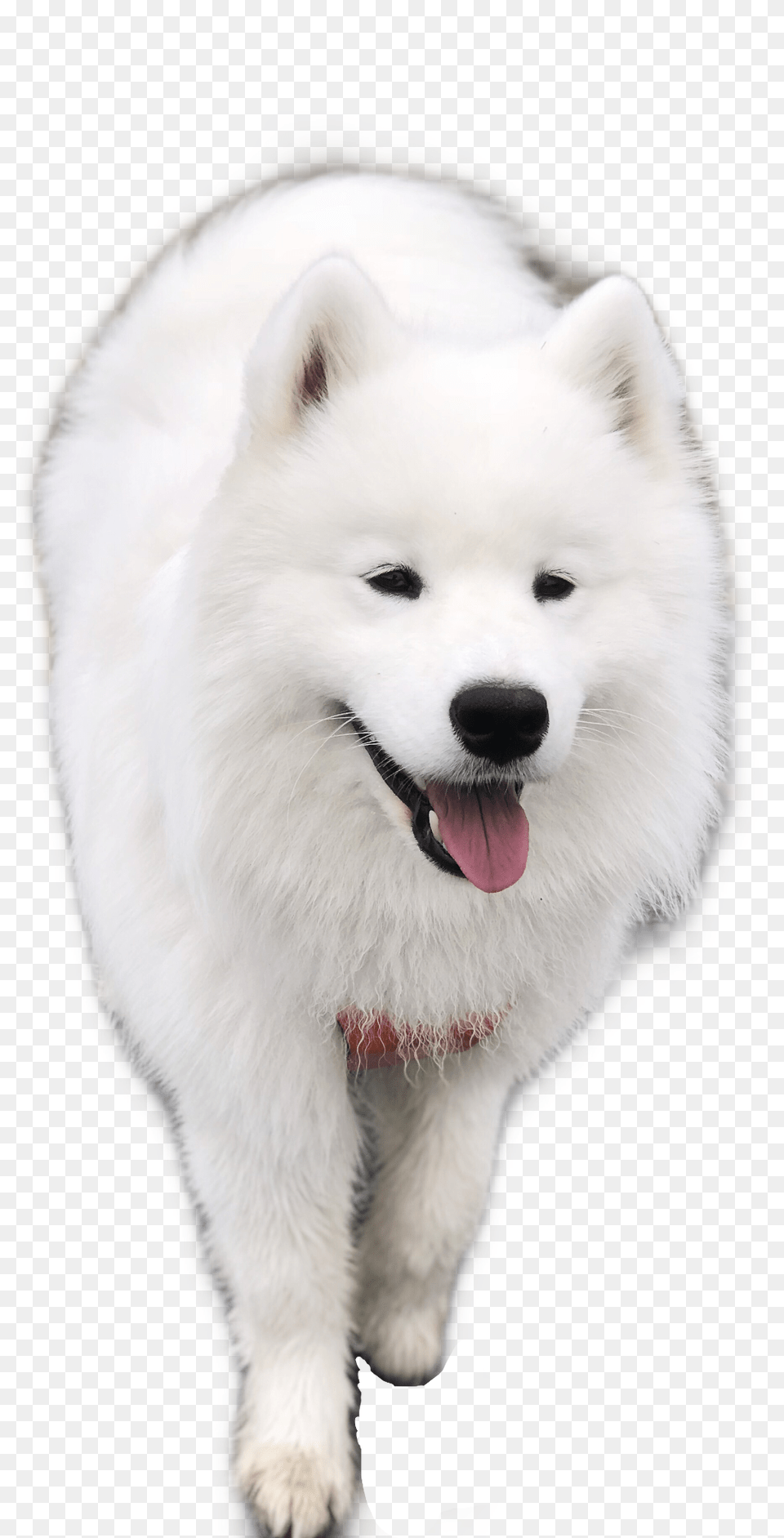 Samoyed Dog Puppy Freetoedit American Eskimo Dog, Animal, Canine, Mammal, Pet Png Image