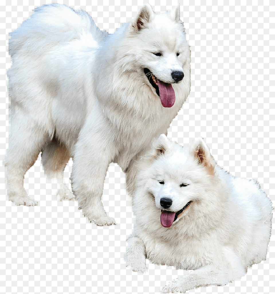 Samoyed Dog Yawns, Animal, Canine, Mammal, Pet Png