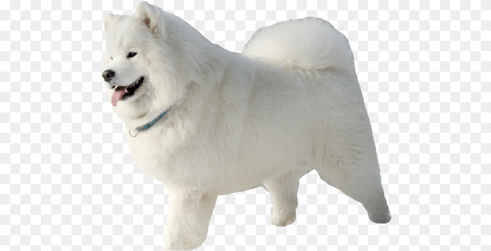 Samoyed Samoyed, Animal, Canine, Dog, Mammal Png Image