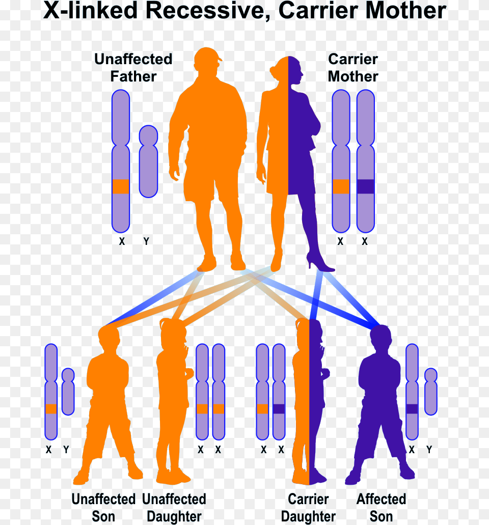 Sample Pedigree Of X Linked Recessive Inheritance Disease Hereditary, Chart, Plot, Adult, Male Png Image