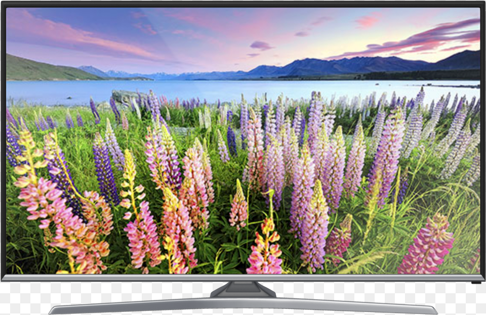 Samsung, Computer Hardware, Screen, Purple, Plant Free Transparent Png