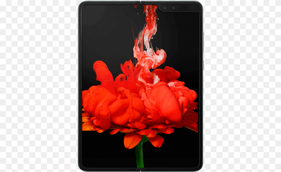 Samsung Galaxy Fold 5g Happy Dhanteras By Samsung, Flower, Geranium, Plant, Petal Png Image