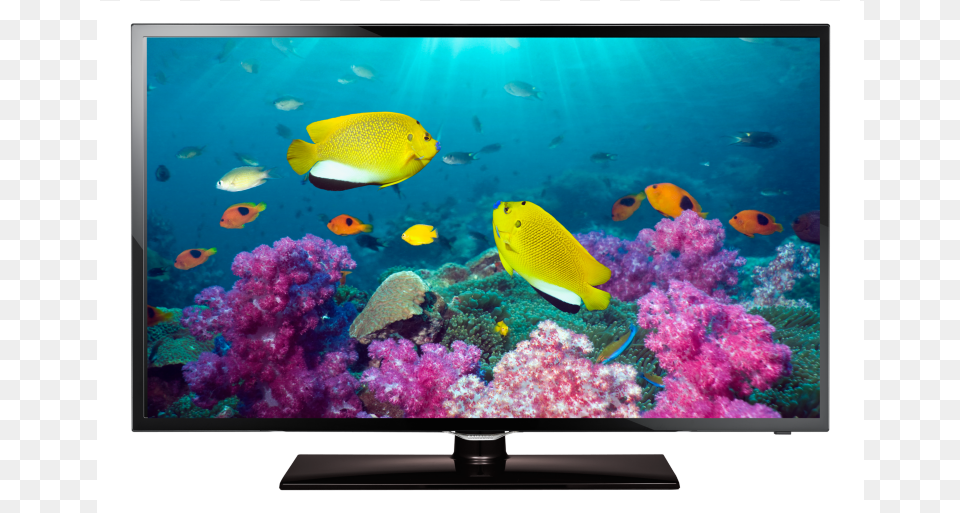 Samsung Led Tv Samsung, Animal, Computer Hardware, Electronics, Fish Png Image