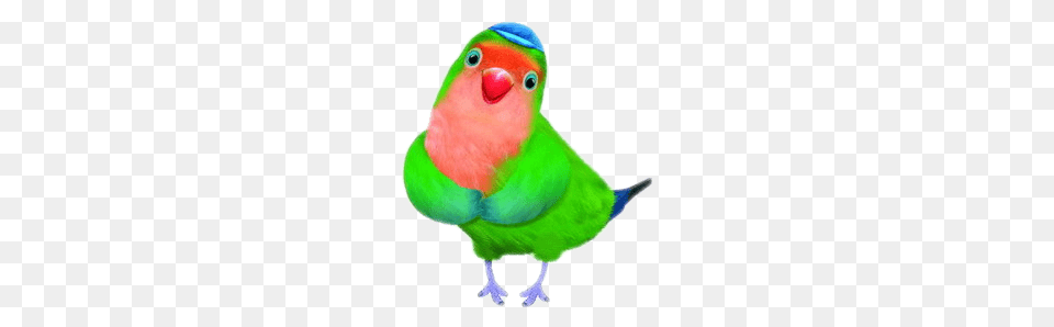 Samuel, Animal, Bird, Parakeet, Parrot Free Png