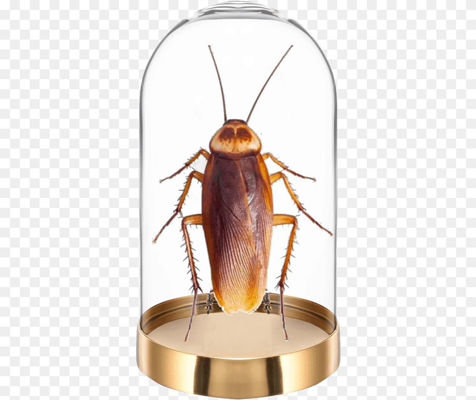 San Antonio Roaches, Animal, Insect, Invertebrate, Cockroach Free Transparent Png