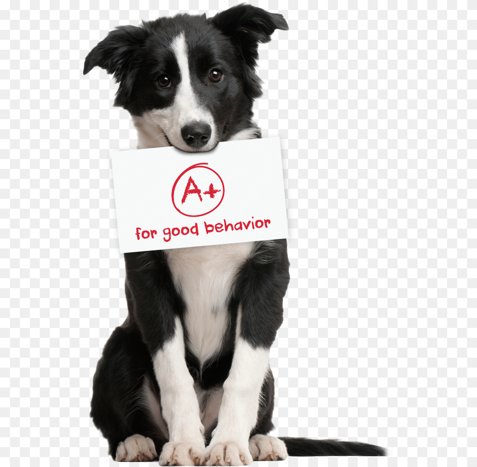 San Diego Dog Walking Service Border Collie Mix, Animal, Canine, Mammal, Pet Png Image