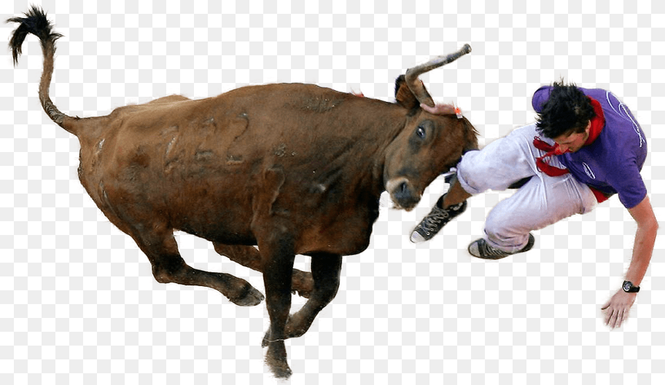 San Fermin Festival, Animal, Bull, Mammal, Adult Png