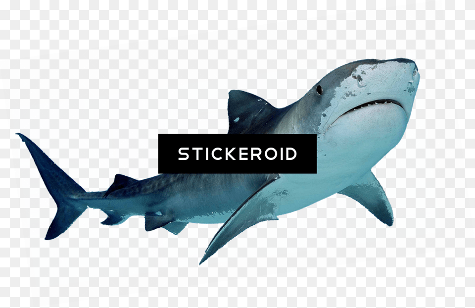 San Jose Sharks Official Logo Haifisch Kundgebung Stoff Serviette, Animal, Fish, Sea Life, Shark Free Png Download