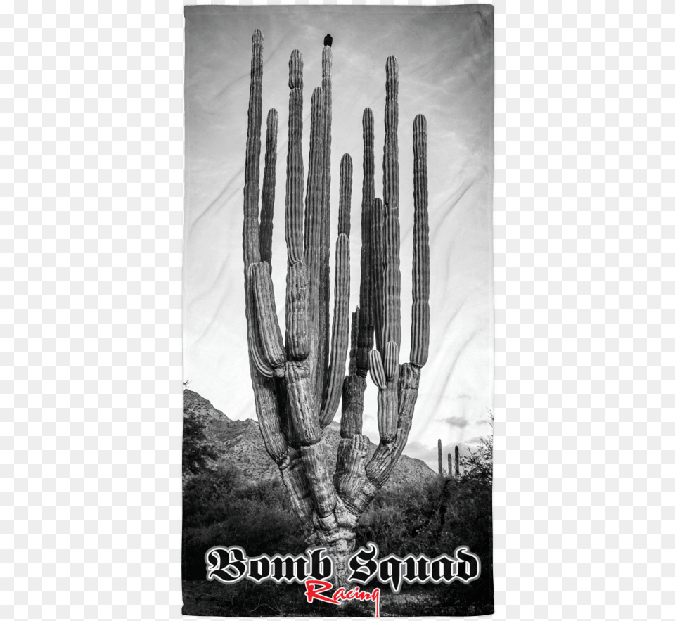 San Pedro Cactus, Plant Free Png Download