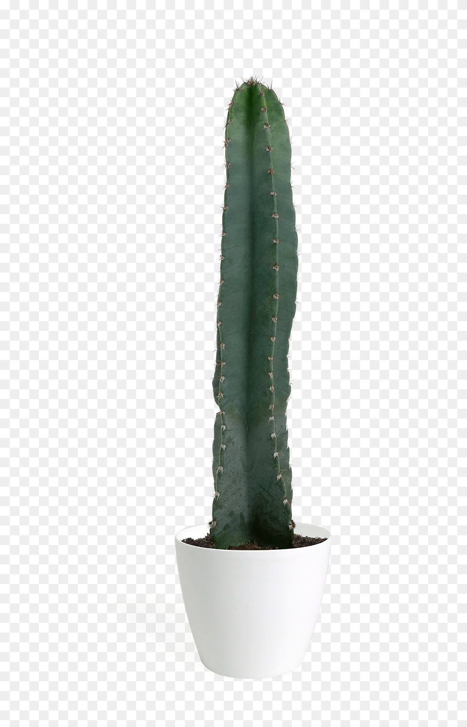 San Pedro Cactus, Plant Free Png