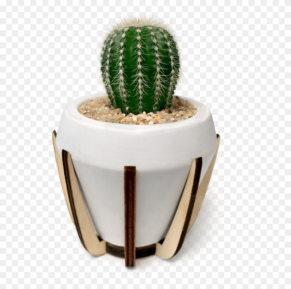 San Pedro Cactus, Plant, Potted Plant Png Image