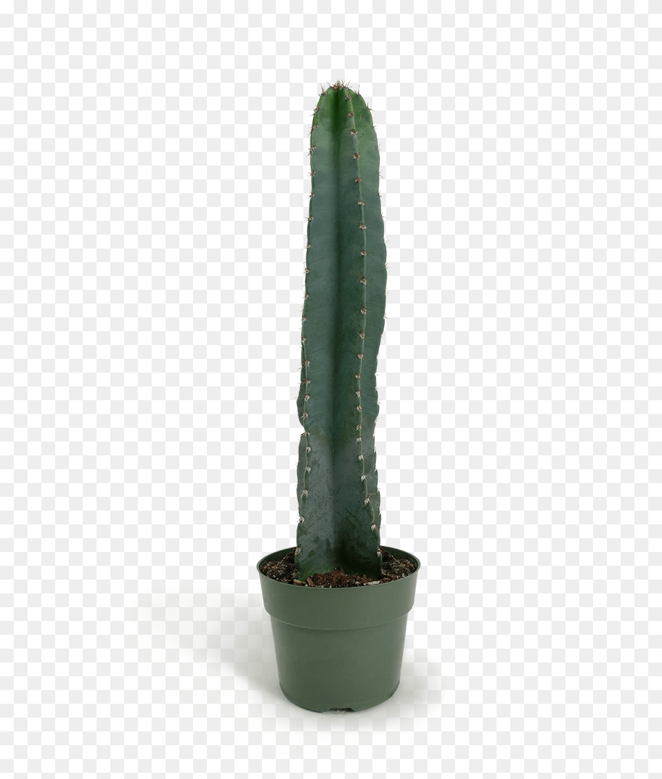 San Pedro Cactus, Plant Png