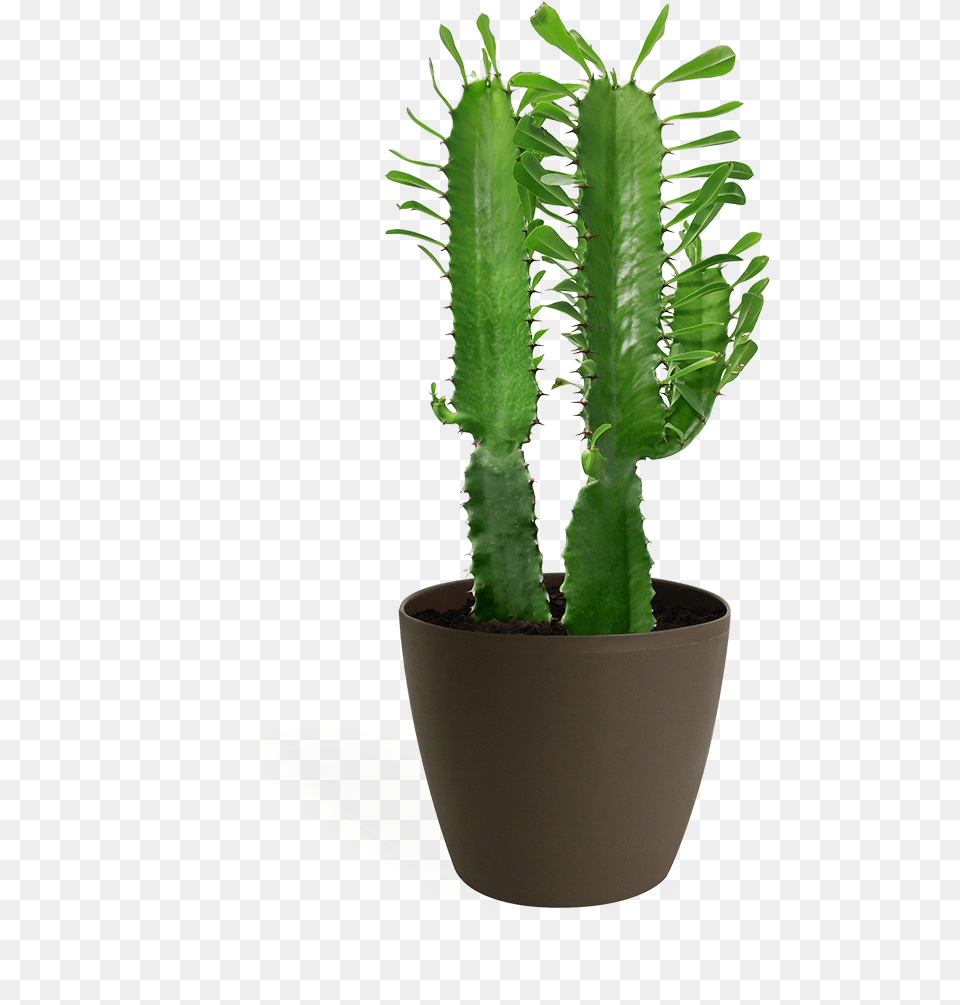 San Pedro Cactus, Plant, Potted Plant Png Image