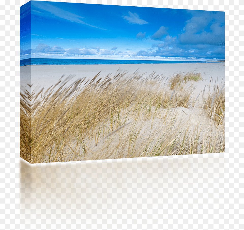 Sand, Grass, Plant, Reed, Outdoors Free Transparent Png