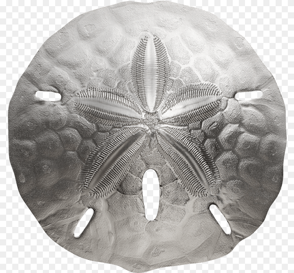 Sand Dollar, Adult, Bride, Female, Person Png