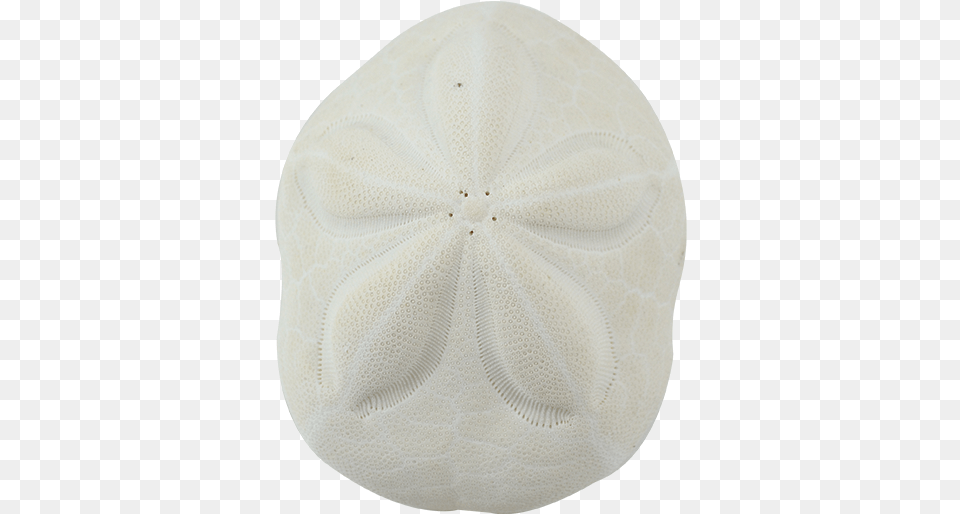 Sand Dollar, Home Decor, Clothing, Hat, Cap Png Image