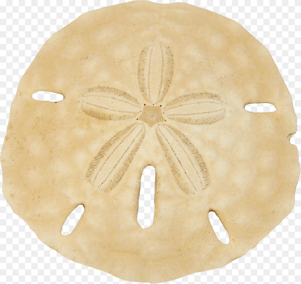 Sand Dollar, Person, Bread, Food, Face Png Image