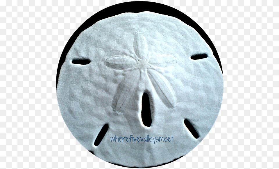 Sand Dollar Free Png