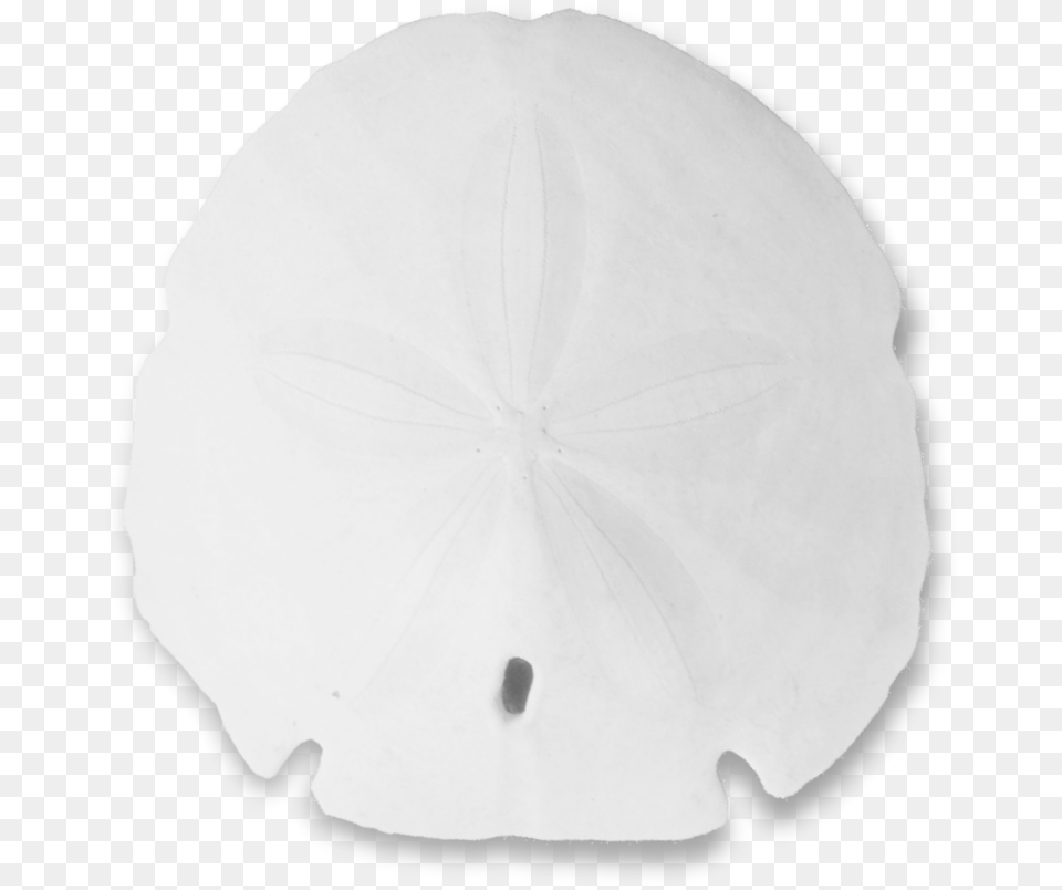 Sand Dollar Sand Dollar, Flower, Petal, Plant, Face Free Png