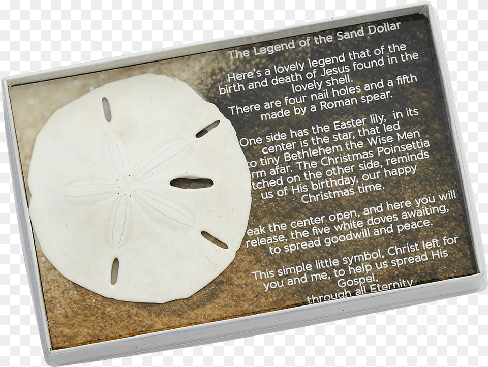 Sand Dollar With Legend Boxed Sand Dollar, Person Png