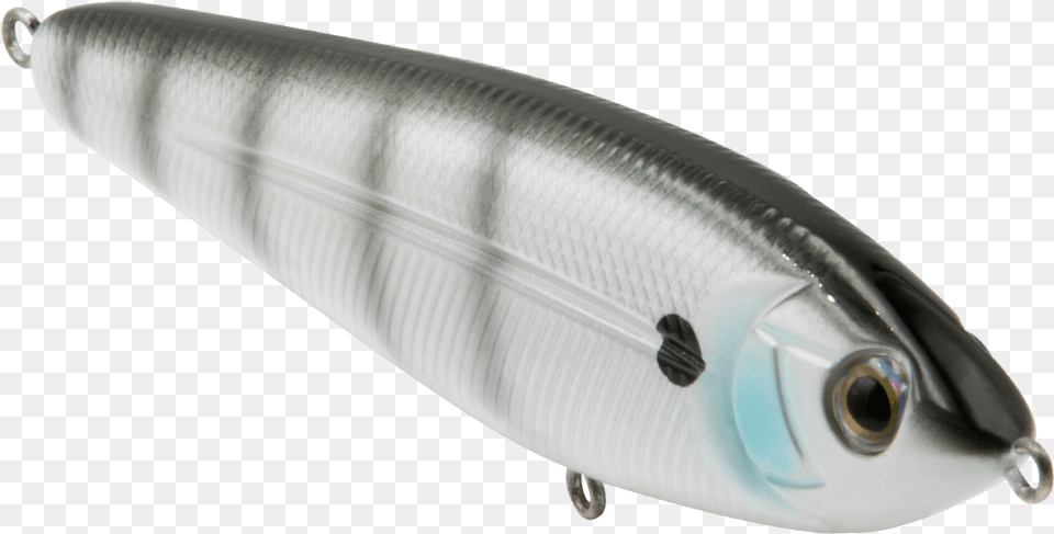 Sand Eel Sardine, Animal, Fish, Sea Life, Herring Png Image