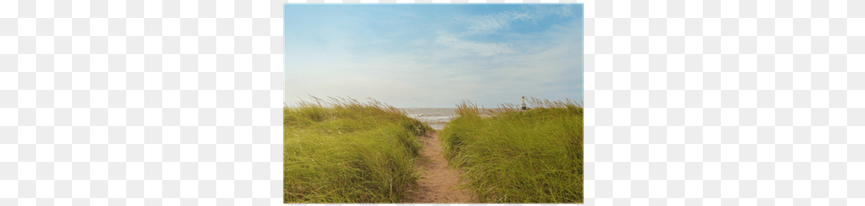 Sand Path Over Dunes With Beach Grass Poster Pixers Dirt Road, Plant, Outdoors, Nature, Landscape Png Image