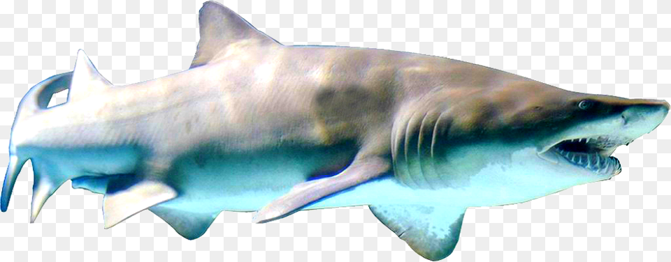 Sand Tiger Shark, Animal, Sea Life, Fish Free Png