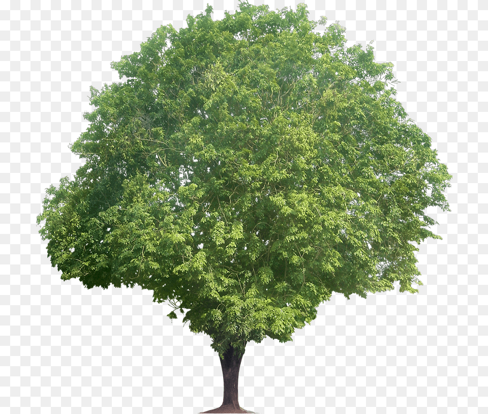 Sandalwood Tree, Maple, Oak, Plant, Sycamore Free Transparent Png