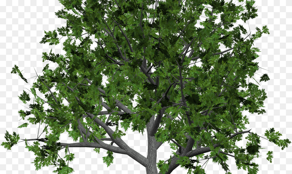 Sandalwood Tree Clip Art Tree Clipart, Oak, Plant, Sycamore, Tree Trunk Png Image