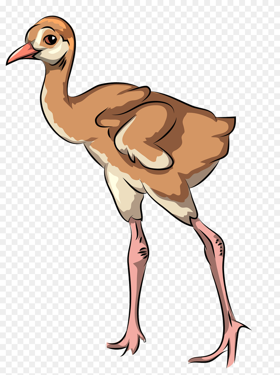 Sandhill Crane Chick Clipart, Animal, Bird, Crane Bird, Waterfowl Png