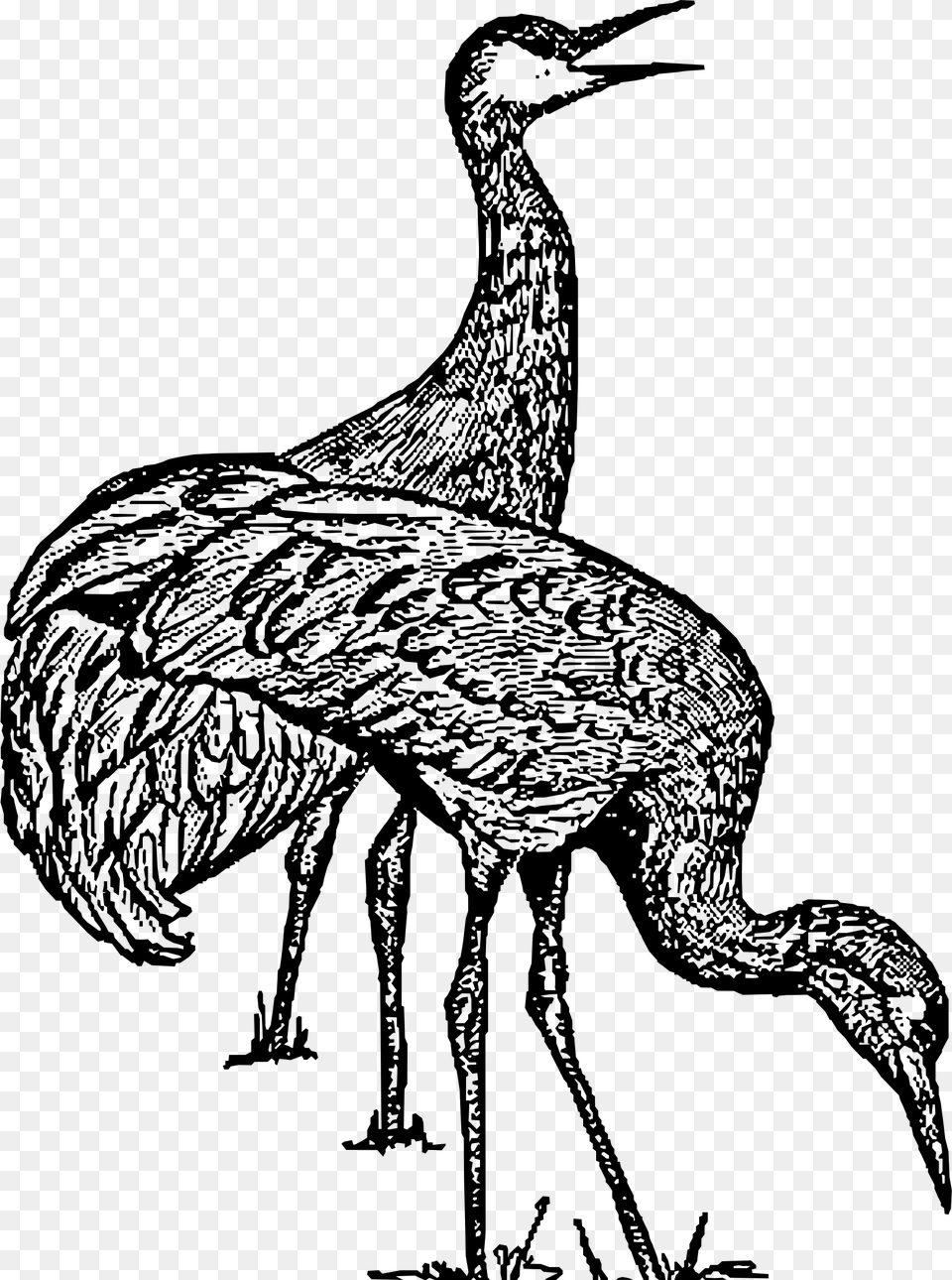 Sandhill Crane Clip Arts Sandhill Crane Clipart Black And White, Gray Free Transparent Png