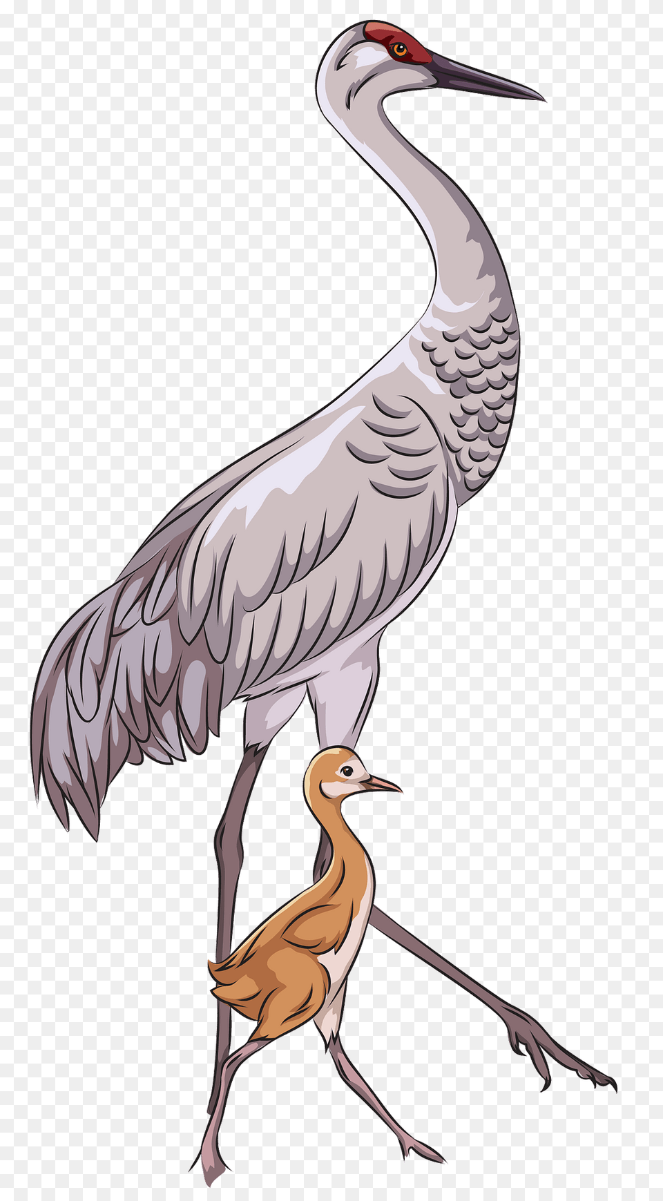 Sandhill Crane With Chick Clipart, Animal, Bird, Crane Bird, Waterfowl Free Transparent Png