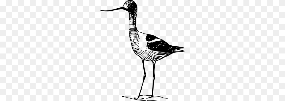 Sandpiper Animal, Bird, Waterfowl Png