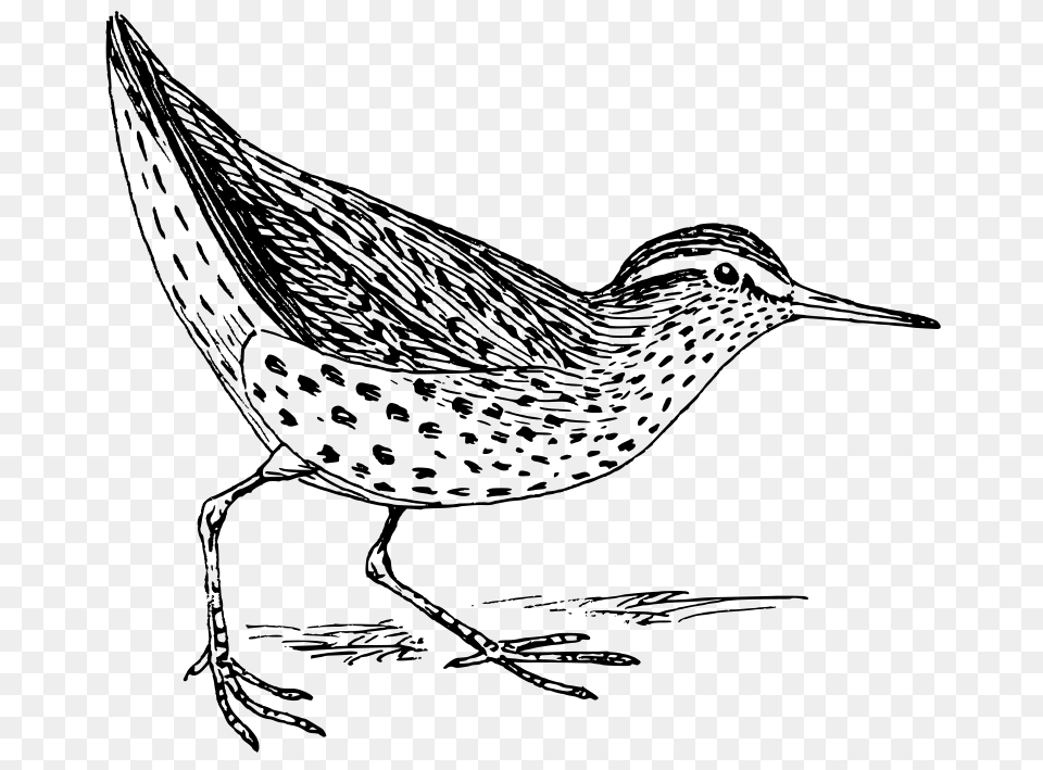 Sandpiper, Gray Png Image