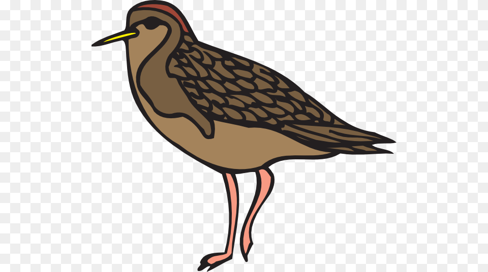 Sandpiper Clip Art, Animal, Beak, Bird, Anthus Png Image